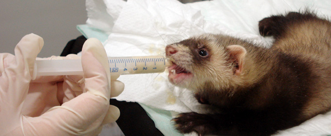Clinica Veterinaria Exoticos Valencia