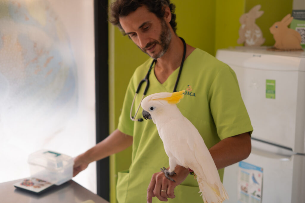 Remision de casos veterinarios animales exoticos Valencia