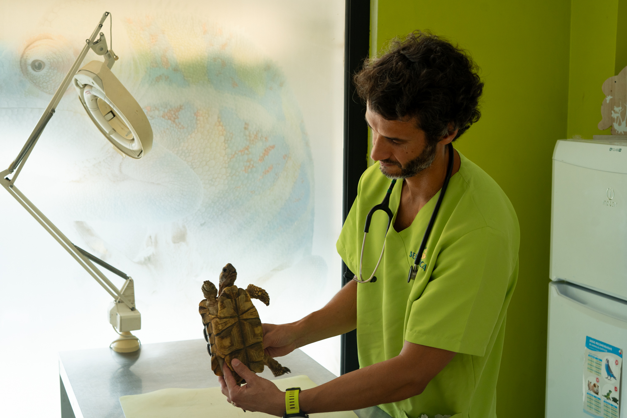 Remision de casos veterinarios animales exoticos Valencia
